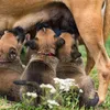 ROYAL CANIN Mini Starter Mother & Babydog