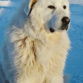 ACANA Adult Large Breed Dog