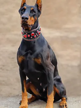 Dapper Pet Bow Tie Collar Blue Checkered