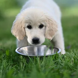 Rogz Stainless Steel Slurp Dog Bowl, Blue Base