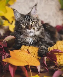 ROYAL CANIN Kitten Maine Coon