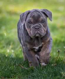 ROYAL CANIN English Bulldog Junior