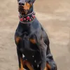 Dapper Pet Bow Tie Collar Blue Checkered