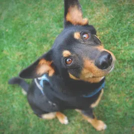 Rogz Utility Dog H-Harness, Blue Reflective