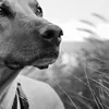 HILLS Science Plan Canine Advanced Fitness Chicken