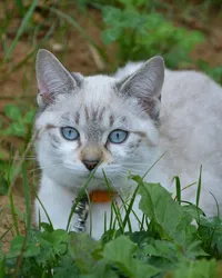 fgp_petcalm_2048x2048