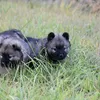 OPTIWOOF - 8KG ALL SIZE PUPPIES