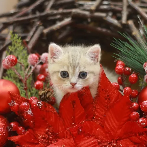 Orijen Cat and Kitten