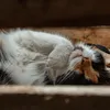 Revolution 0-2.5kg Puppy & Kitten