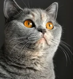 ROYAL CANIN British Shorthair