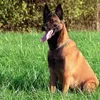 HILLS Science Plan Canine Perfect Weight Large Breed Chicken