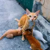 Kitty Milk