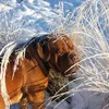 Eukanuba Mature & Senior Large