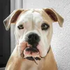 Amigo Integrity Puppy