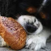 ACANA Adult Small Breed Dog