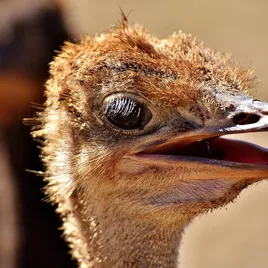 Nandi Karoo Ostrich Freeze Dried Treats