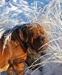 Eukanuba Mature & Senior Large