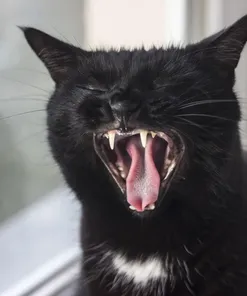Cat Treats