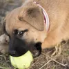 Bags O Wags Marrow Bones