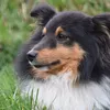 HILLS Science Plan Canine Perfect Weight Mini Breed Chicken