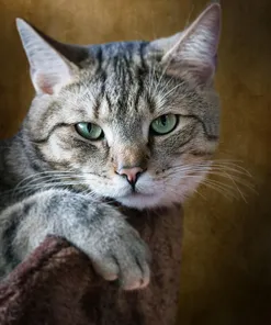 Iams Healthy Kitten