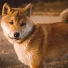 HILLS Science Plan Canine Perfect Weight Large Breed Chicken