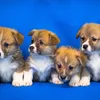 Orijen Large Breed Puppy