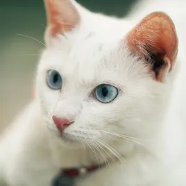 Cat Collars