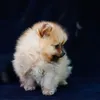 Orijen Puppy DOG