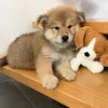 Amigo Integrity Puppy