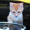 Hills Science Plan Feline Active Longevity Chicken
