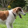HILLS Science Plan Canine Active Longevity Large Breed Chicken DRY
