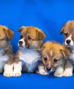 Orijen Large Breed Puppy