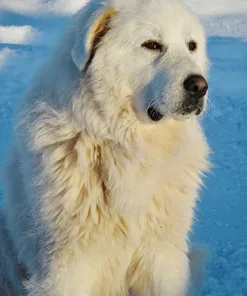 ACANA Adult Large Breed Dog
