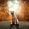 ROYAL CANIN Labrador Retriever Junior 1