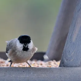Weruva Chick Maagnet For Cats