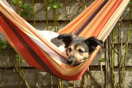 Dog Travel