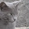 ROYAL CANIN Kitten Persian