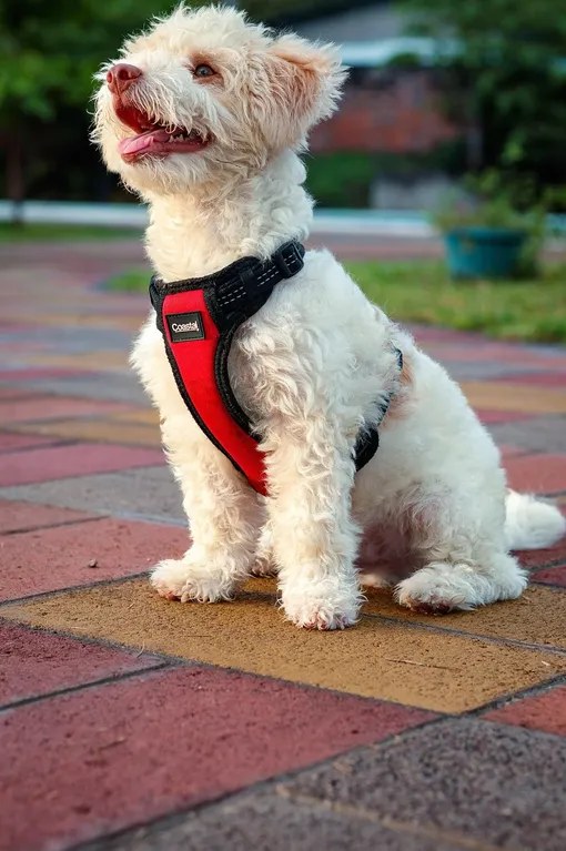 K9 Connectable Tech Bone Purple