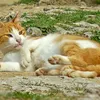 Hills Science Plan Feline Healthy Development Chicken and Turkey 82g mousse