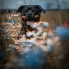 ROYAL CANIN Rottweiler Junior