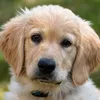 Eukanuba Puppy Medium