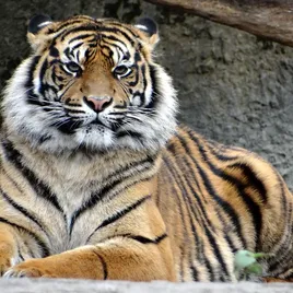 ACANA Wild Prairie Cat