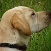 ROYAL CANIN Jack Russell Adult 1