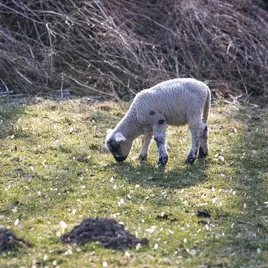 Montego Sauce Lamb