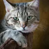 Iams Healthy Kitten