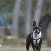 HILLS Science Plan Canine Performance Chicken
