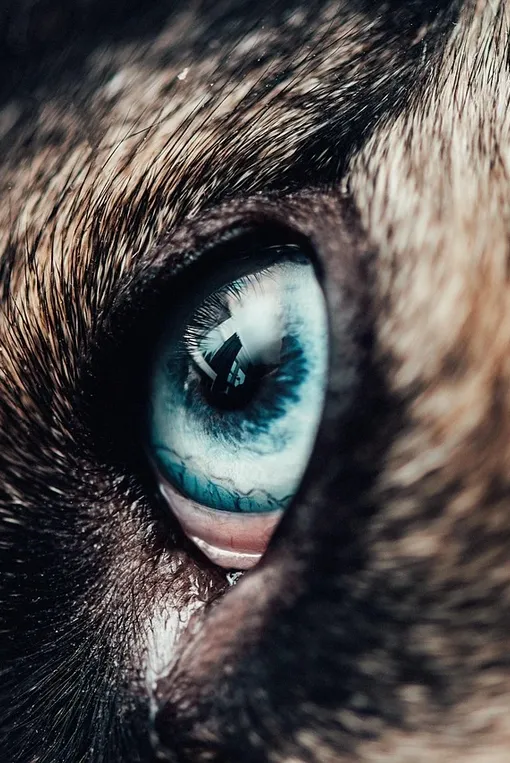 K9 Connectable Tech Bone Blue