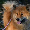HILLS Science Plan Canine Healthy Mobility Chicken