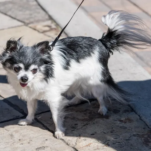 ACANA Adult Small Breed Dog